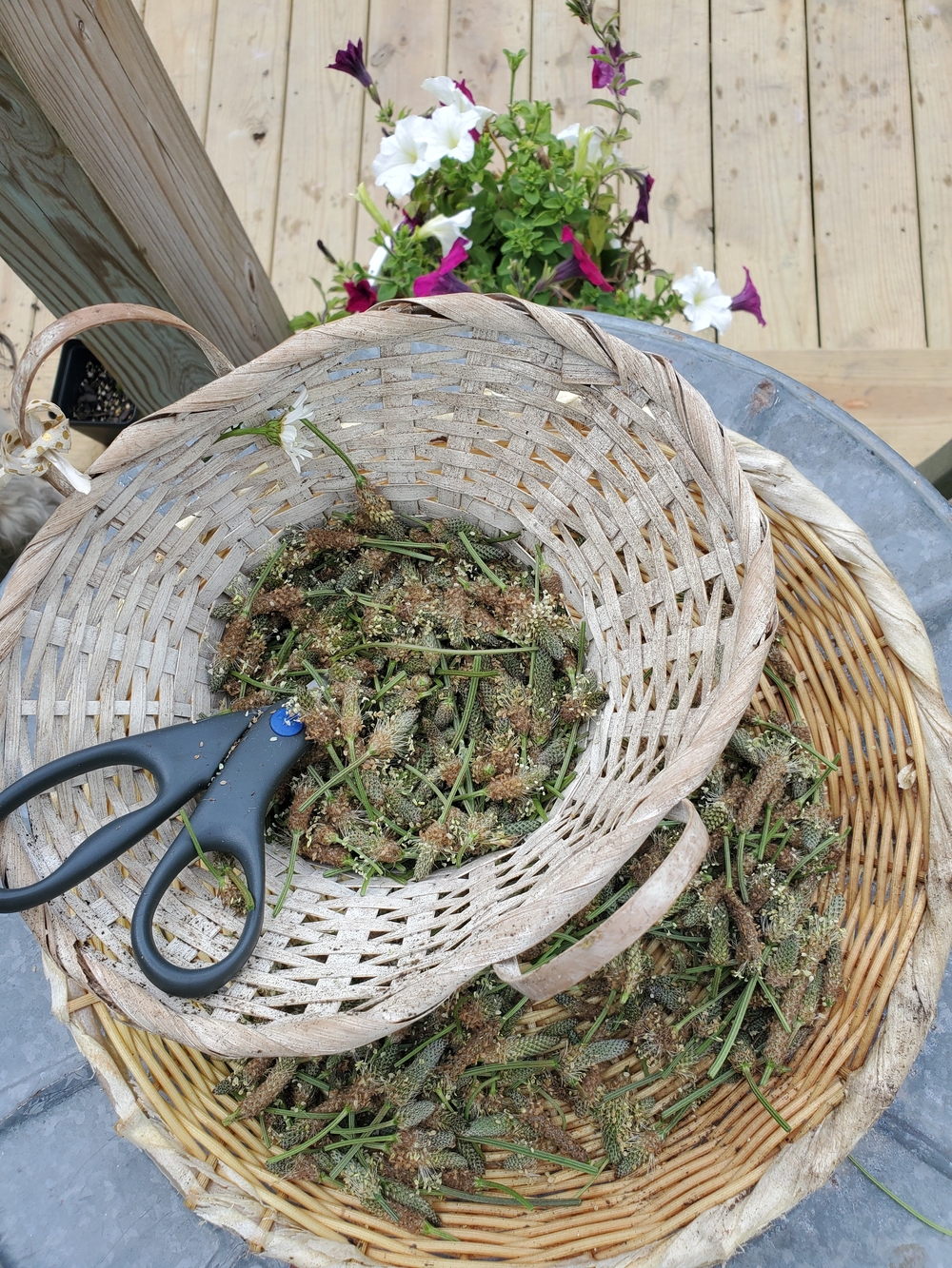 Psyllium Dried Herb